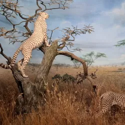 Overseas Museum Bremen (Übersee-Museum) - Bremen