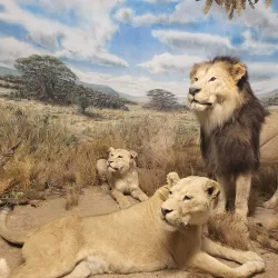 Overseas Museum Bremen (Übersee-Museum) - Bremen