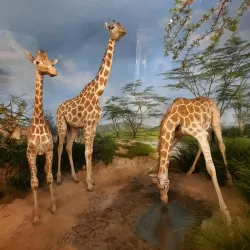 Overseas Museum Bremen (Übersee-Museum) - Bremen