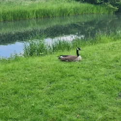 Schlosspark Brühl - Bruhl