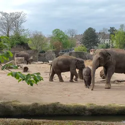 Cologne Zoo - Cologne