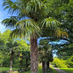 Flora and Botanical Garden - Cologne