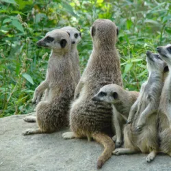 Cottbus Zoo - Cottbus