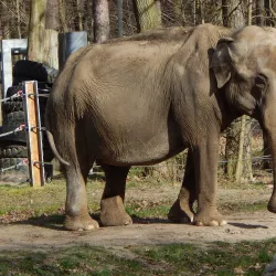 Cottbus Zoo - Cottbus
