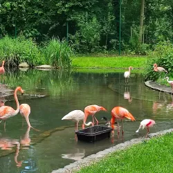 Cottbus Zoo - Cottbus