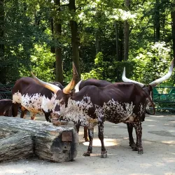 Cottbus Zoo - Cottbus