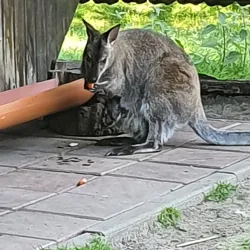 Spreeauen Park - Cottbus