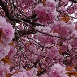 Dachau Palace (Schloss Dachau) - Dachau