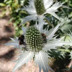 Botanical Garden of TU Darmstadt - Darmstadt