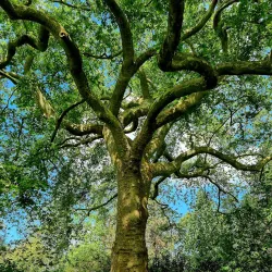 Botanical Garden of TU Darmstadt - Darmstadt