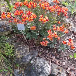 Botanical Garden of TU Darmstadt - Darmstadt