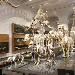 Hessisches Landesmuseum Darmstadt - Darmstadt