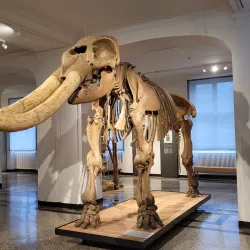 Hessisches Landesmuseum Darmstadt - Darmstadt