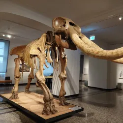 Hessisches Landesmuseum Darmstadt - Darmstadt