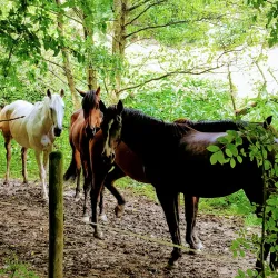 Weiltalweg Trail - Dorfweil