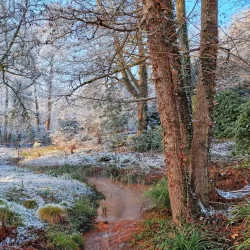 Botanischer Garten Rombergpark - Dortmund