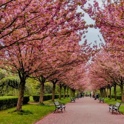 Botanischer Garten Rombergpark - Dortmund