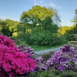 Botanischer Garten Rombergpark - Dortmund