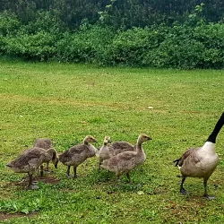 Botanischer Garten Rombergpark - Dortmund