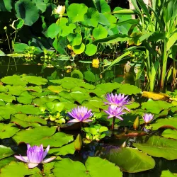 Schlossgarten Erlangen - Erlangen