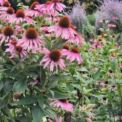 Botanischer Garten der Europa-Universität Viadrina - Frankfurt (Oder)