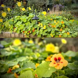 Botanischer Garten der Europa-Universität Viadrina - Frankfurt (Oder)