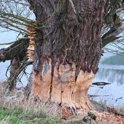 Oder-Neiße Cycle Route - Frankfurt (Oder)