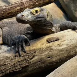 Frankfurt Zoo - Frankfurt