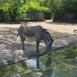 Frankfurt Zoo - Frankfurt