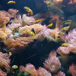 Frankfurt Zoo - Frankfurt