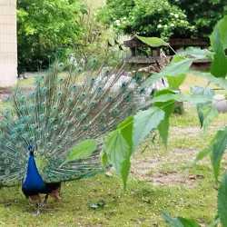 Frankfurt Zoo - Frankfurt