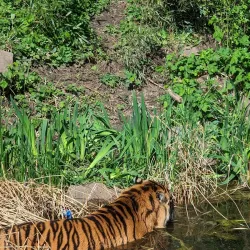 Frankfurt Zoo - Frankfurt