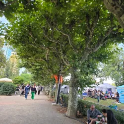 Museumsufer (Museum Embankment) - Frankfurt