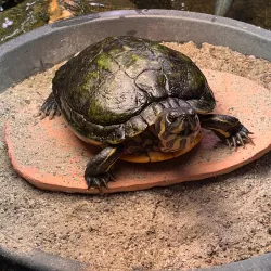 Freiburg Botanical Garden - Freiburg im Breisgau