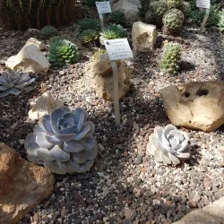 Freiburg Botanical Garden - Freiburg im Breisgau