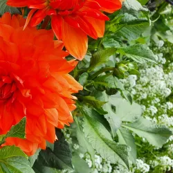 Fulda Botanical Garden (Botanischer Garten Fulda) - Fulda