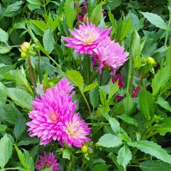 Fulda Botanical Garden (Botanischer Garten Fulda) - Fulda