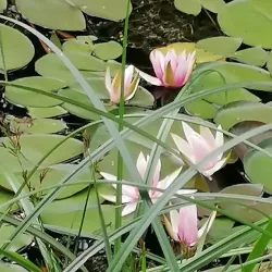 Schlossgarten Fulda (Palace Gardens) - Fulda