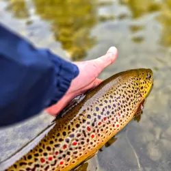 Alz River Fishing - Garching an der Alz