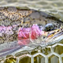 Alz River Fishing - Garching an der Alz