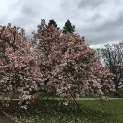 Orangerie Gera - Gera