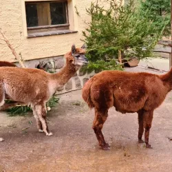 Tierpark Gera - Gera