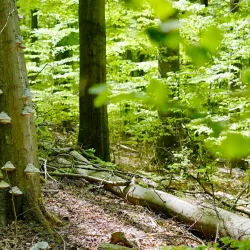 Eifel National Park - Gerolstein