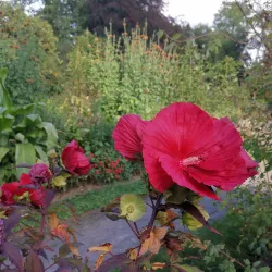 Botanischer Garten Gießen (Botanical Garden) - Giessen