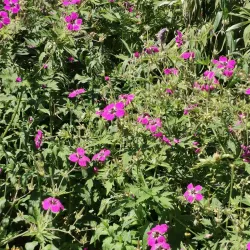 Wieseckaue Park - Giessen