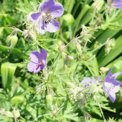 Wieseckaue Park - Giessen