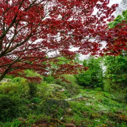 Botanical Garden of the University of Göttingen - Goettingen