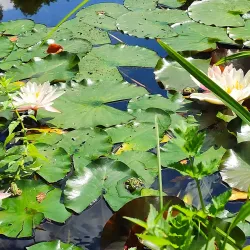 Botanical Garden of the University of Göttingen - Goettingen