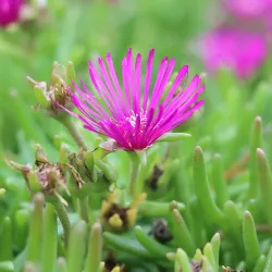 Botanischer Garten Halle (Botanical Garden) - Halle