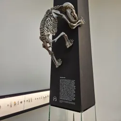 Halle State Museum of Prehistory (Landesmuseum für Vorgeschichte) - Halle